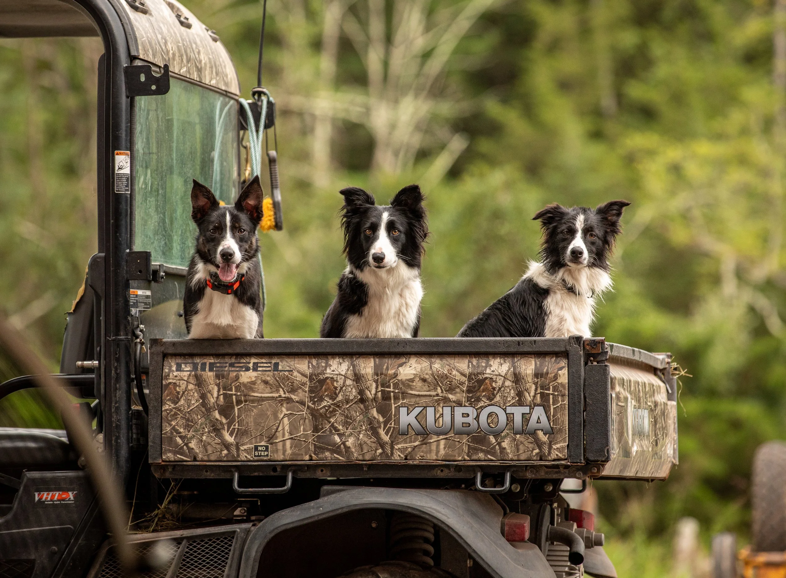 Collies — Seven Cedars Farm